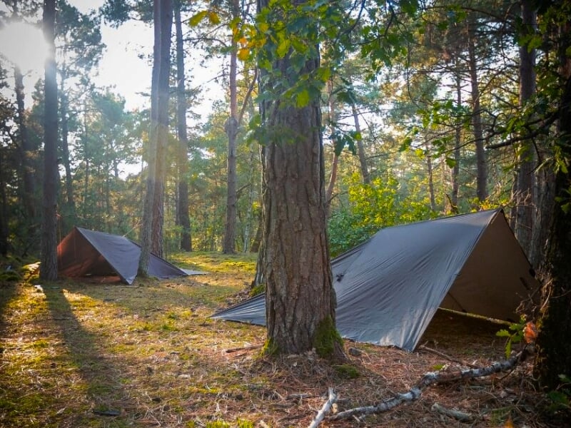 Tentes de camping installées dans une forêt clairsemée, lumière douce du soleil traversant les arbres.