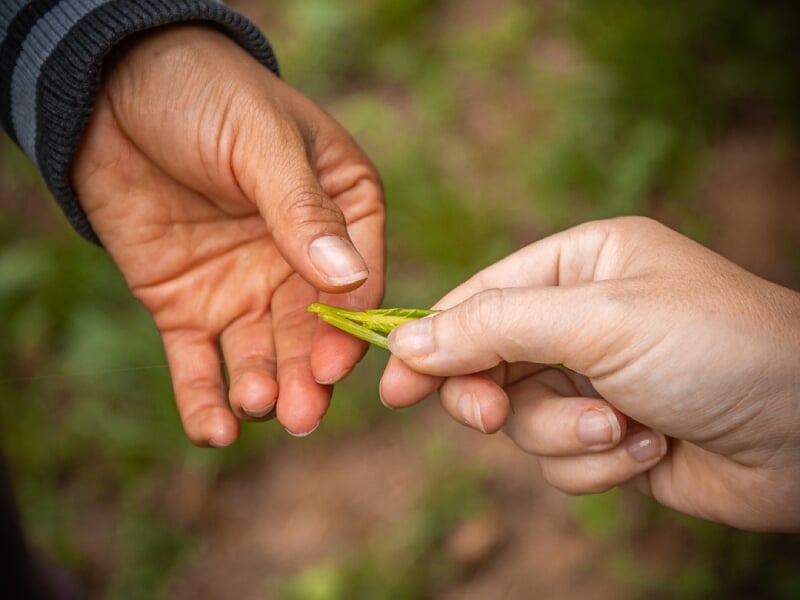 Main tendue donnant une feuille verte à une autre main, échange de ressources naturelles en forêt.