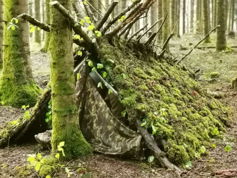 Abri de fortune en forêt, construit avec des branches et couvert de mousse pour camouflage et isolation.