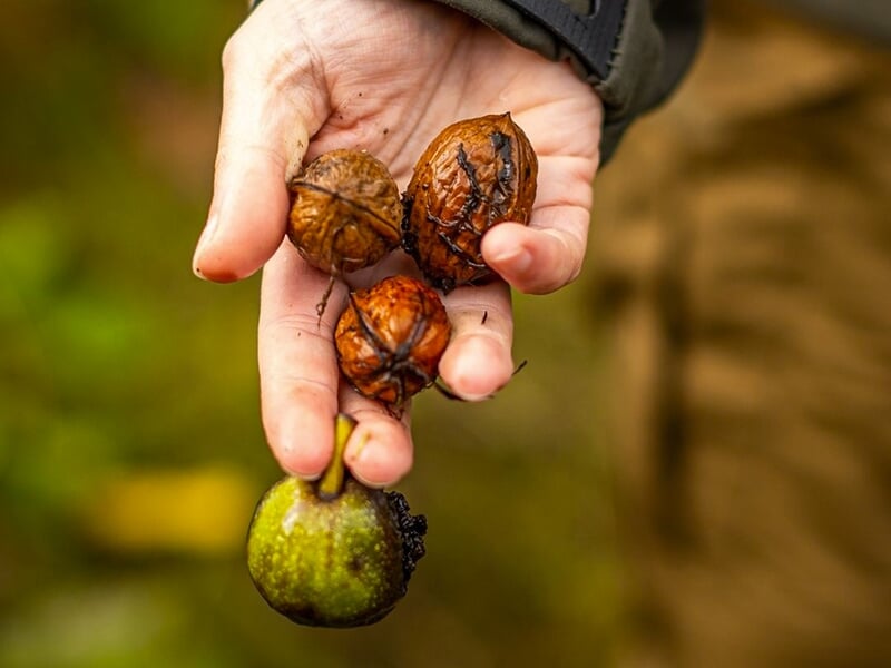 Main tenant des noix et un fruit, avec un arrière-plan flou de végétation.