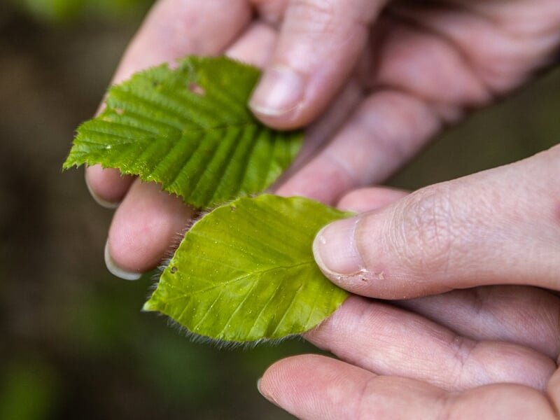 Mains tenant deux feuilles vertes, permettant de comparer leur forme et leurs nervures, lors d'une sortie cueillette au bois de Vincennes.