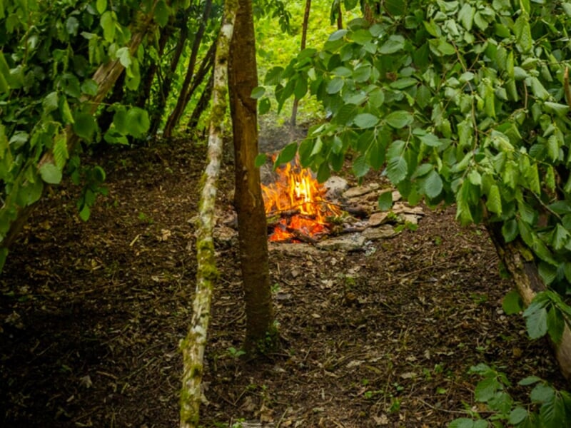 Petit feu de camp au sol, entouré d'arbres et de buissons dans un environnement boisé.