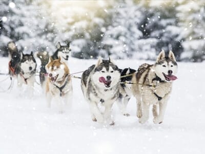 Initiation à la Conduite de Chiens de Traîneaux près d'Avoriaz