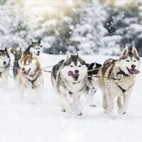 avis Initiation à la Conduite de Chiens de Traîneaux près d'Avoriaz