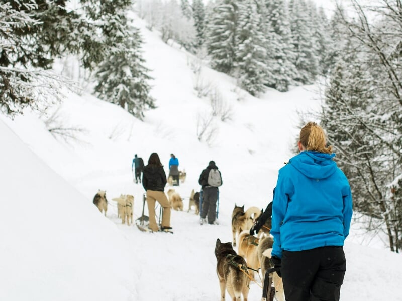 Personnes en randonnée avec des chiens de traîneau sur un chemin enneigé entouré de sapins en hiver.