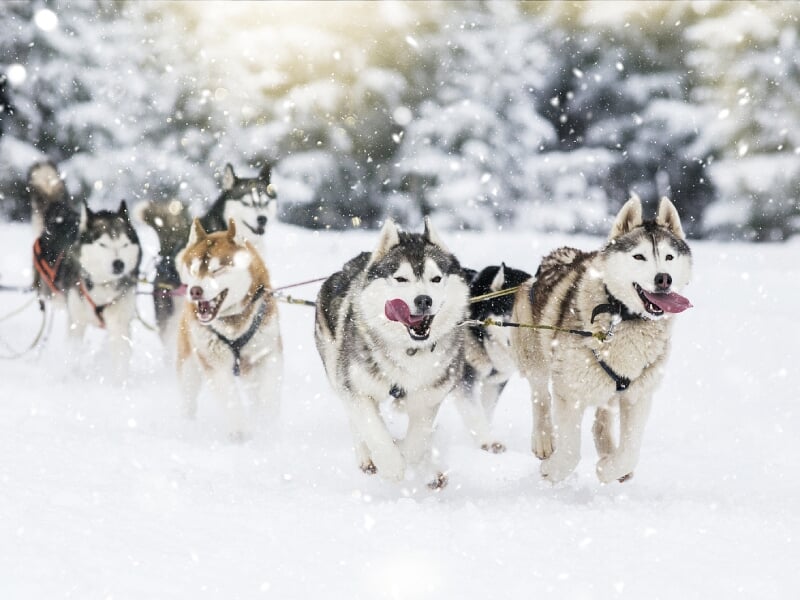 Équipe de huskies courant dans la neige sous une légère chute de flocons dans un paysage hivernal.