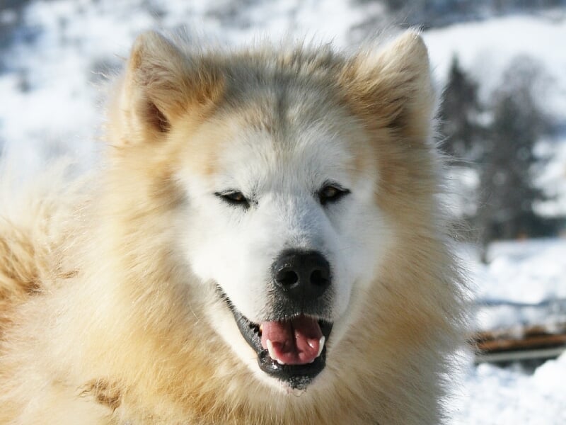Gros plan d'un chien de traîneau blanc et beige avec un pelage épais dans un décor enneigé.