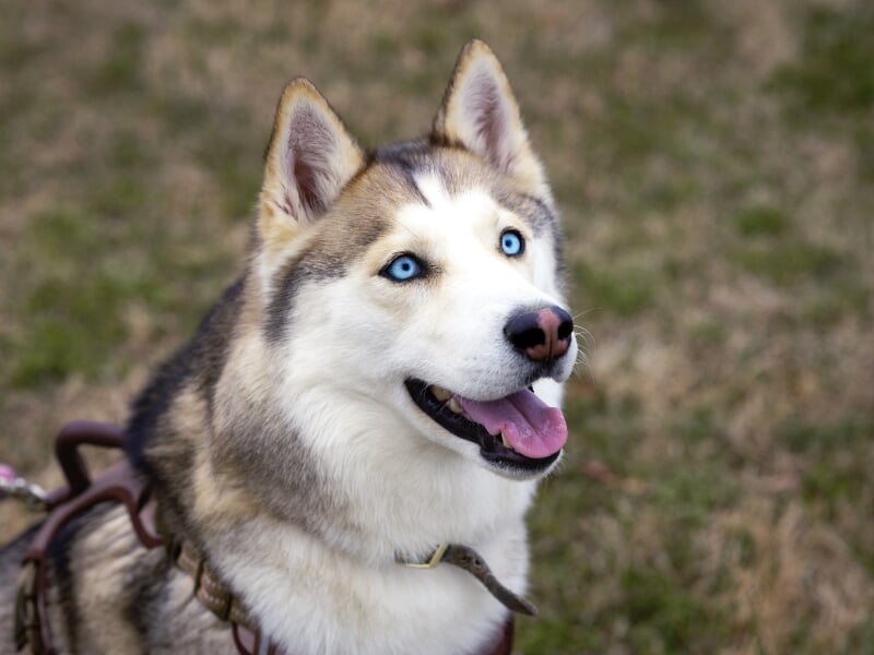 Chien husky au pelage gris et blanc avec des yeux bleus, attaché à un harnais sur un sol herbeux.