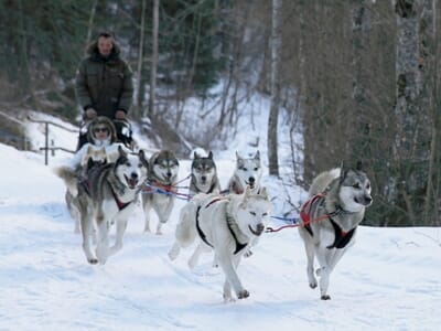 Balade en Chiens de Traîneaux à la Station de Porté-Puymorens