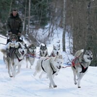 avis Balade en Chiens de Traîneaux à la Station de Porté-Puymorens