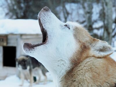 Balade en Chiens de Traîneaux près de Font-Romeu