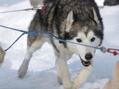Balade en Chiens de Traîneaux près d'Ax-les-Thermes