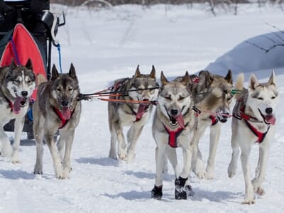 Conduite de Chiens de Traîneaux à la Station de Porté-Puymorens