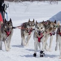 avis Conduite de Chiens de Traîneaux à la Station de Porté-Puymorens