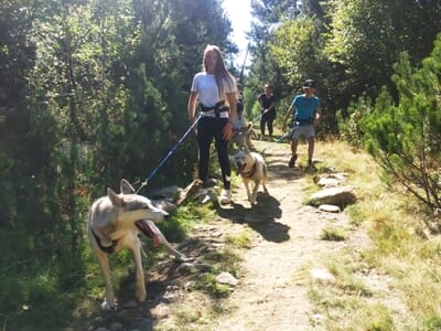 Cani-Rando ou Cani-Kart à Porté-Puymorens