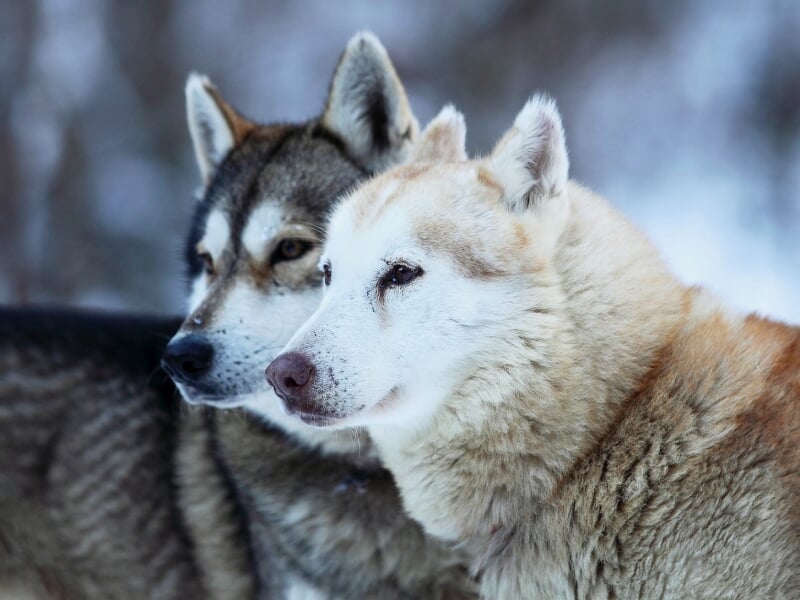 Deux chiens de traîneau, un beige et un gris, regardant vers la droite dans un paysage hivernal flou.