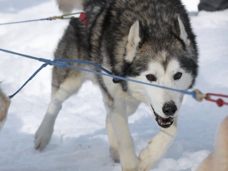 Chien de traîneau husky tirant une corde dans la neige sous un ciel clair.
