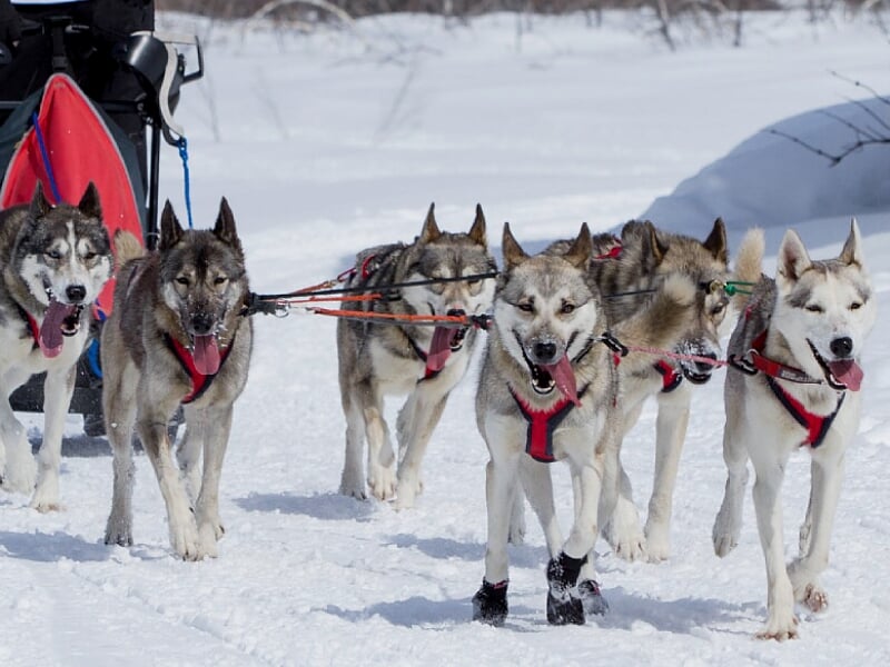 Une équipe de chiens de traîneau tire un traîneau sur la neige, langues pendantes.