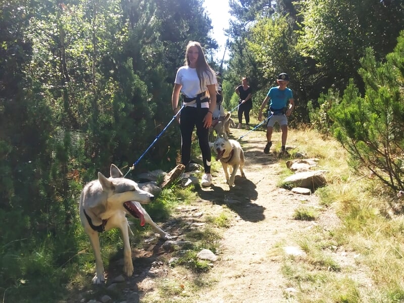 Groupe de personnes pratiquant la cani-randonnée avec des chiens dans un sentier forestier ensoleillé.
