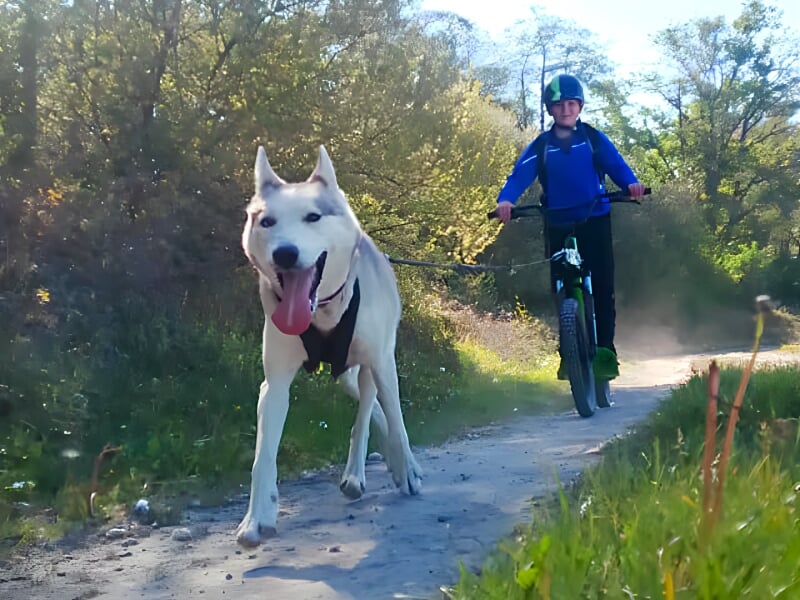 Un enfant en casque fait du vélo tiré par un chien de traîneau blanc sur un chemin en pleine nature.