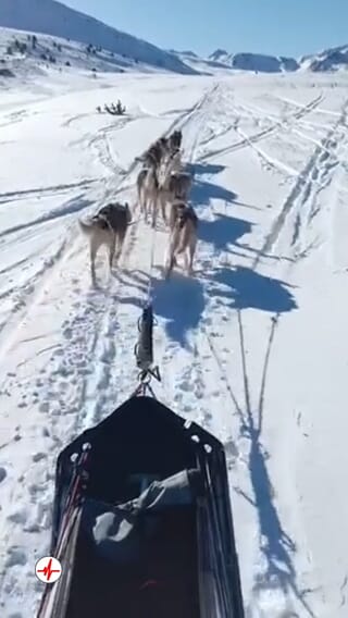 Conduite de Chiens de Traîneaux à la Station de Porté-Puymorens