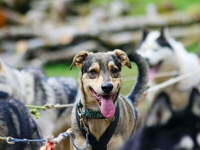 Cani-Trottinette à la Station des Rousses
