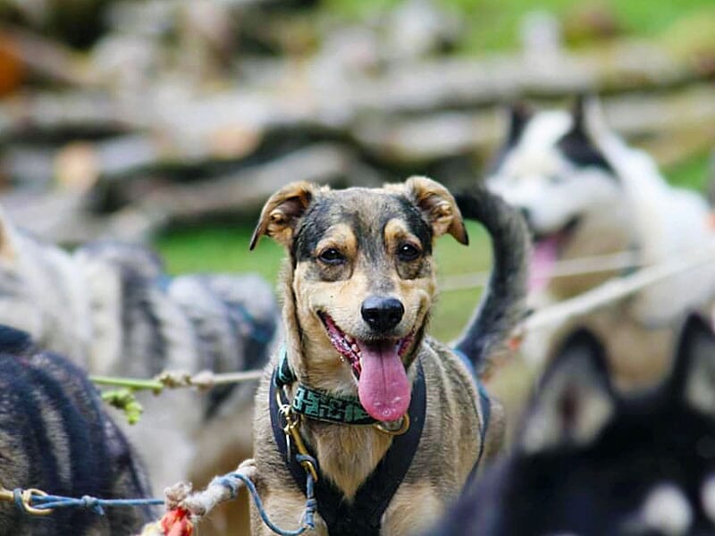 chien de traîneau attelé pour la cani-trottinette dans la station des rousses