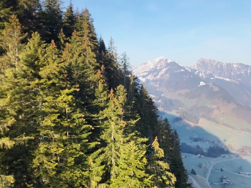 Vue d'une forêt dense avec des montagnes en arrière-plan, prise depuis une montgolfière.