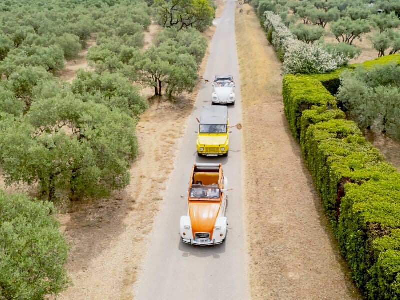 Trois voitures anciennes sur une route étroite entourée d'arbres verts et d'une haie bien taillée.