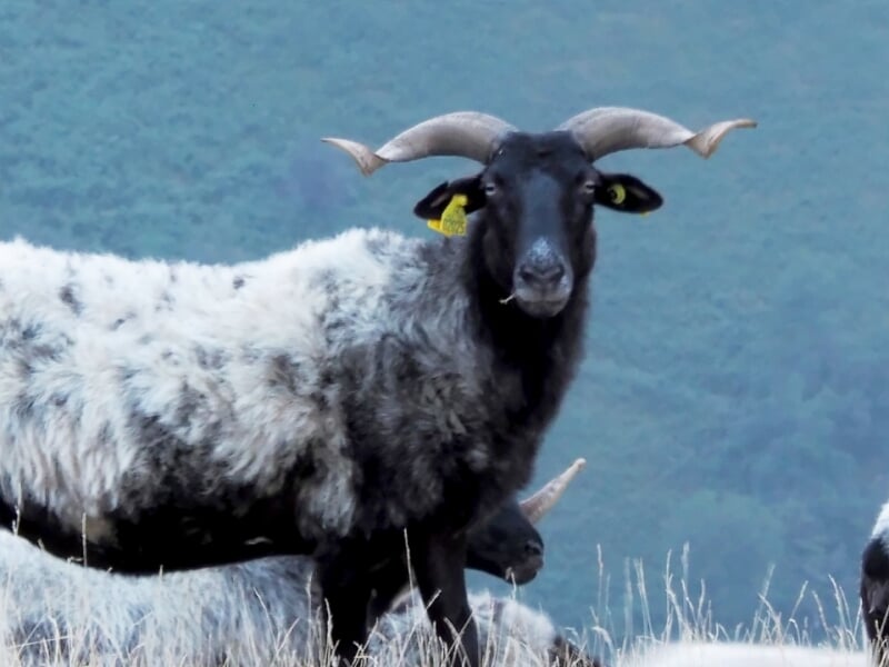 Mouton noir et blanc avec de grandes cornes dans un paysage naturel de montagne verdoyante.