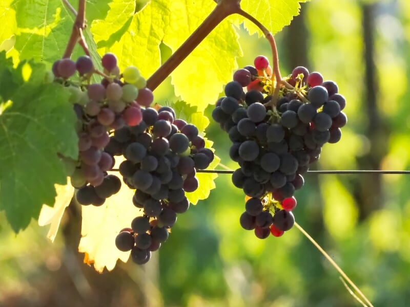 Gros plan de grappes de raisins rouges et verts suspendues à une vigne en plein jour.