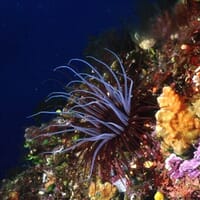 avis Baptême de Plongée à Marseille - L'Estaque