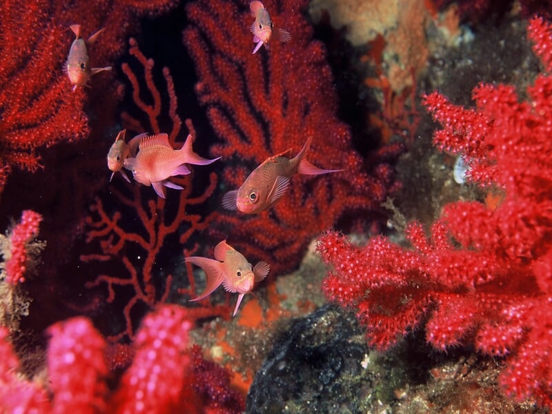 Petit groupe de poissons rouges nageant près de coraux rouges dans un environnement sous-marin coloré.