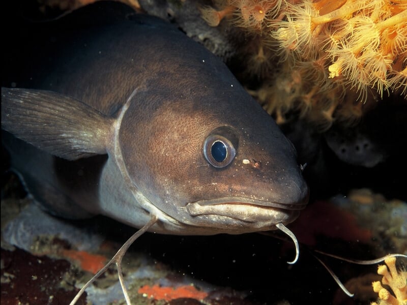 Gros plan sur un poisson de mer avec des barbillons, posé près des rochers et coraux sous-marins.