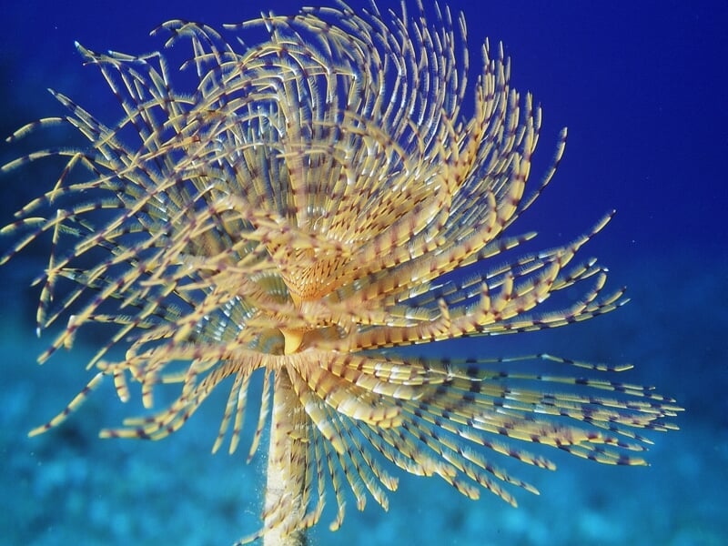 Organisme marin ressemblant à une plante avec des branches fines et rayées, flottant dans l'eau bleue.