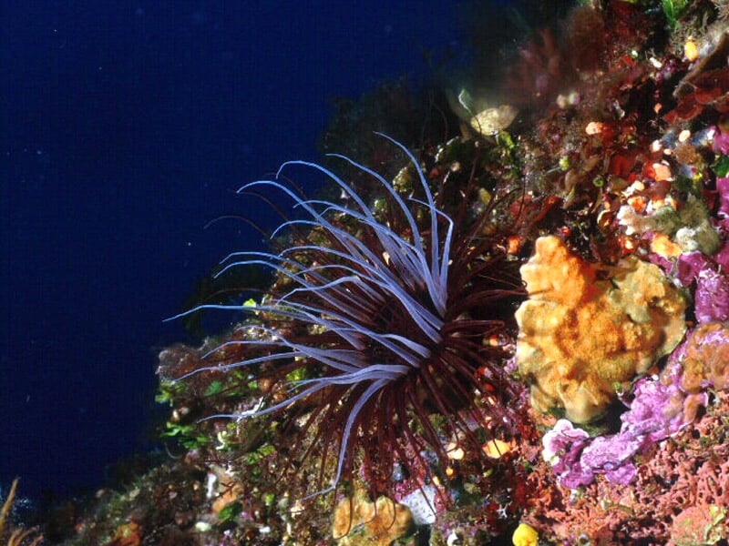 Corail violet et jaune avec des tentacules longues et fines, habitat naturel sous-marin coloré.