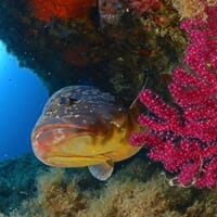 avis Baptême de Plongée à Calvi en Corse