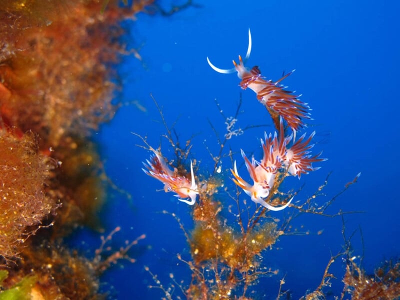 Petites créatures marines colorées et délicates évoluant sur un fond bleu intense sous l'eau.