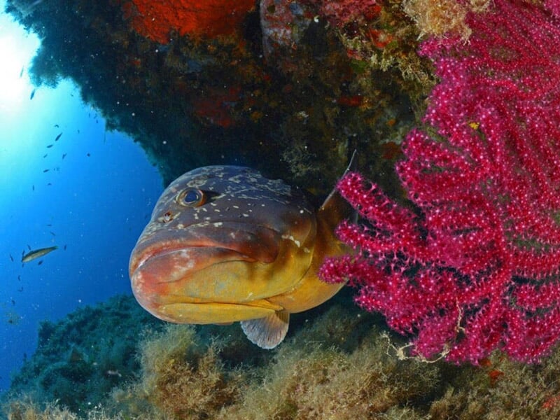 Gros poisson près d'un corail rouge vif dans un paysage sous-marin à Calvi en Haute-Corse.