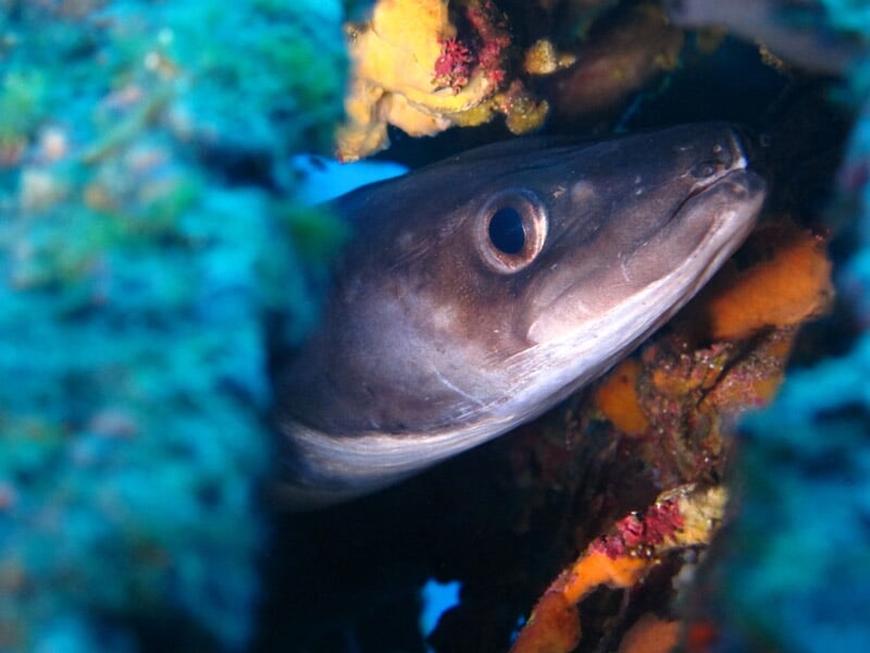 Poisson curieux observant à travers des roches et coraux colorés dans la mer Méditerranée.