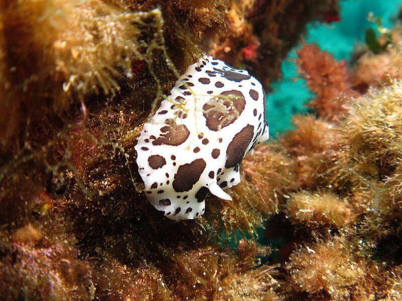 Petit poisson blanc tacheté de noir se camouflant parmi les algues et coraux sous-marins.