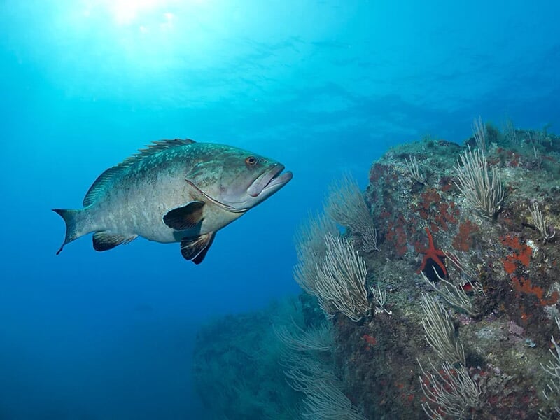 Un gros poisson nage près d'un récif corallien sous l'eau dans une mer claire et bleue.