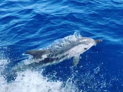 Balade en Bateau à Villeneuve-Loubet - Observation des Cétacés et Snorkeling