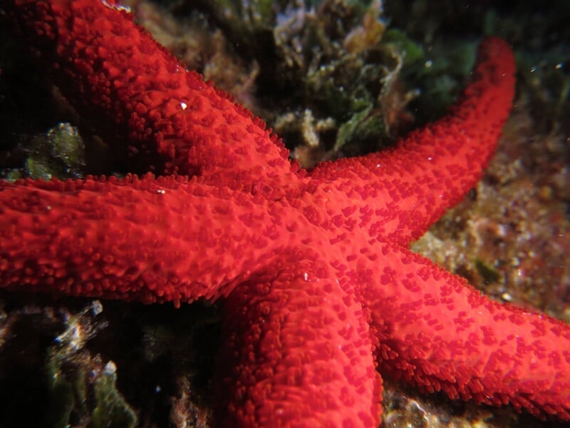 Étoile de mer rouge vif posée sur un fond marin rocheux avec des algues et des coraux environnants.