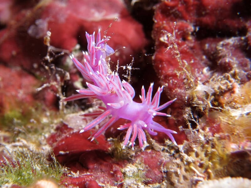 Petit animal marin violet avec des excroissances fines sur un fond de roches et d'algues rouges.