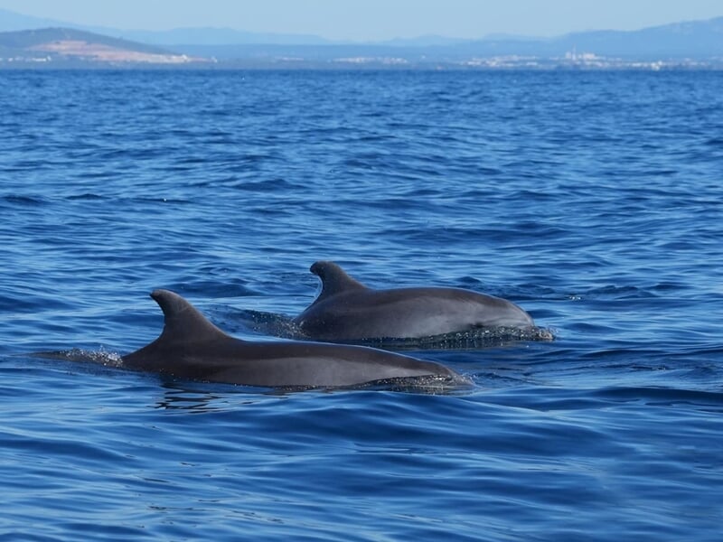 Deux dauphins nagent près de la surface de l'eau bleue avec une côte et des collines en arrière-plan.