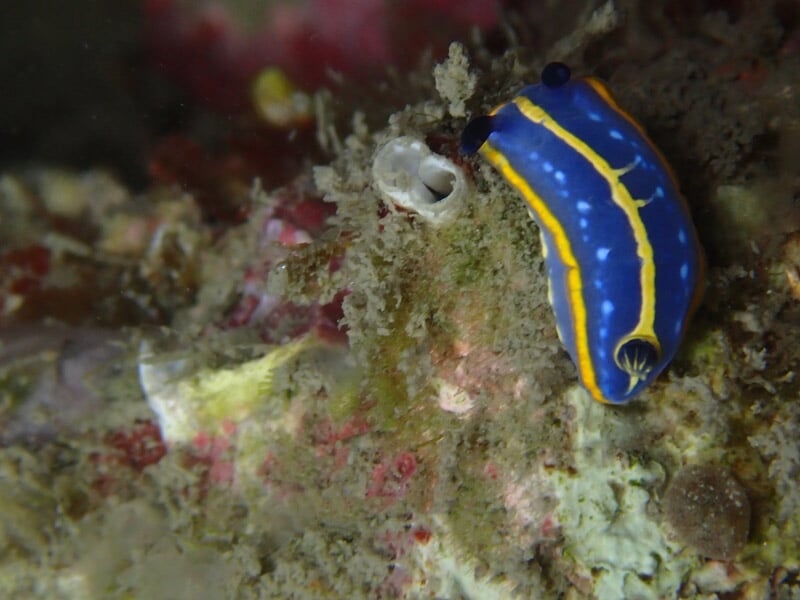 Limace de mer bleue avec bandes jaunes rampante sur un récif, corps ovale parsemé de points blancs et cornes sombres.