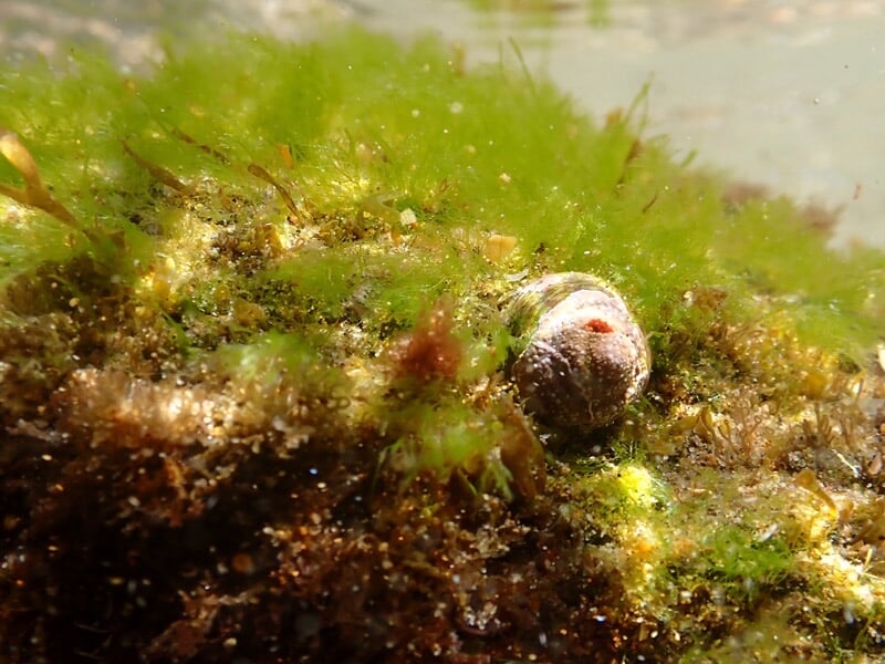 Coquillage partiellement couvert d’algues vertes sur un rocher, éclairé par la lumière naturelle filtrant sous l’eau.