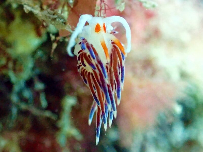 Nudibranche coloré suspendu à un rocher, corps blanc orné de filaments rouges, violets et orange, fond flou.