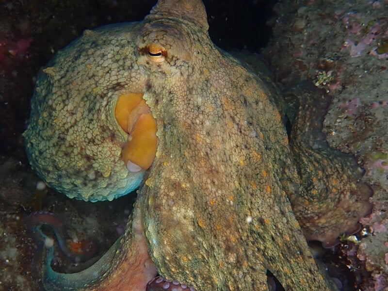 Poulpe camouflé contre les rochers, ses tentacules repliés et sa peau parsemée de motifs texturés beige et verts.